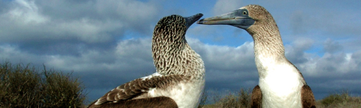 contact-us-latintrails-galapagos contact-us-latintrails-galapagos