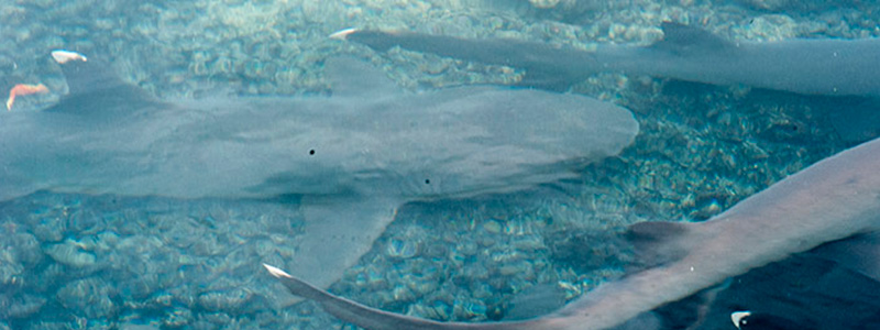 galapagos sharks