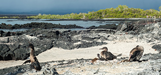 Punta Espinoza | Galápagos Islas