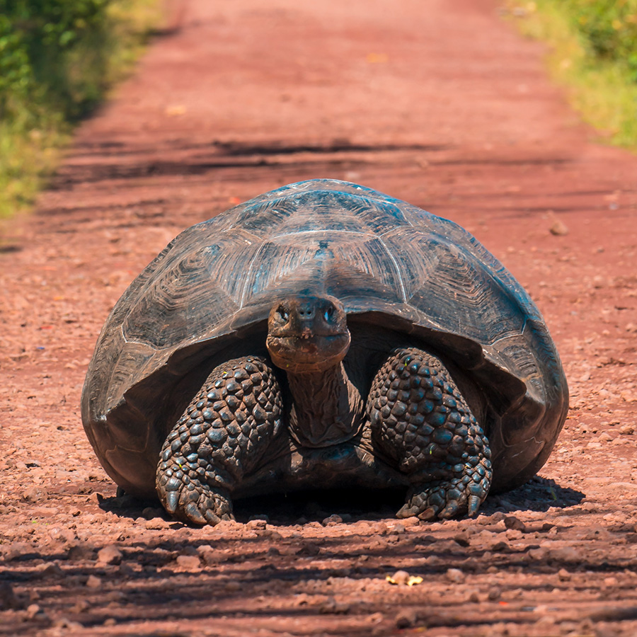 Galapagos Islands tortoise