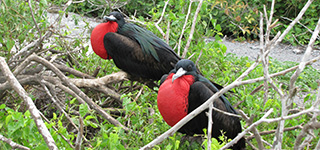 galapagos islands birds