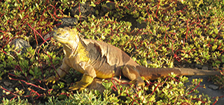 galapagos iguana