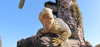galapagos iguana galapagos tours