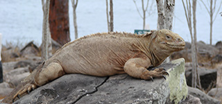 galapagos islands iguana cruise
