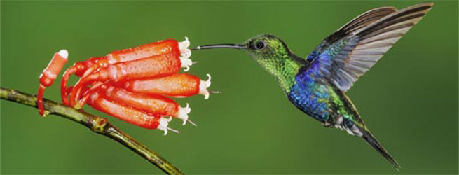 Mindo, Cloud Forest, Ecuador