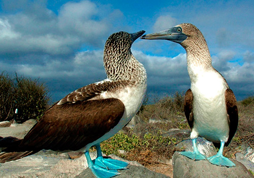 island-hopping-galapagos-latitnrails3 - Latin Trails Tour ...