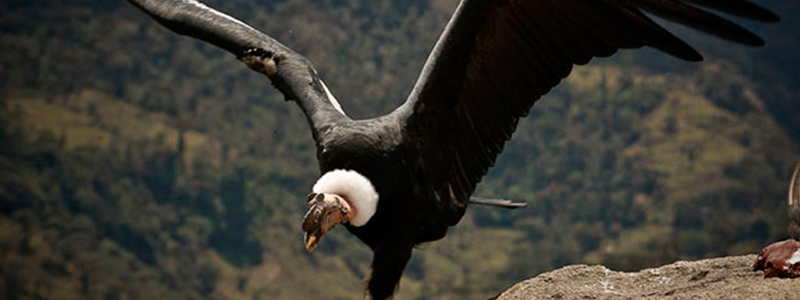Cóndor Andino | Ecuador 