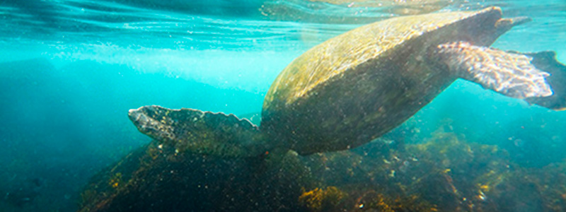 galapagos snorkeling 