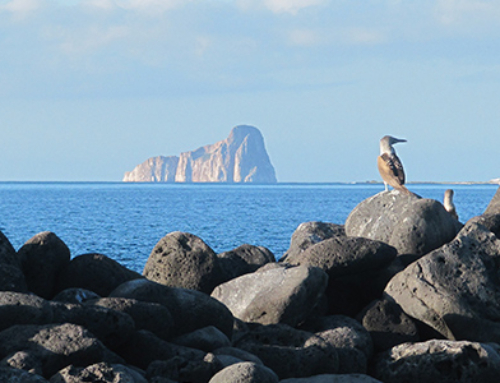 7 Amazing Birds in the Galapagos Islands