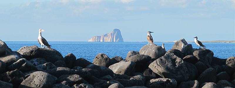 Aves de Galápagos 