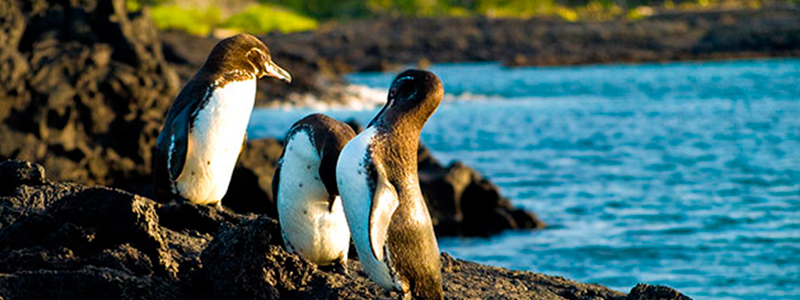 Pingüinos | Islas Galápagos 
