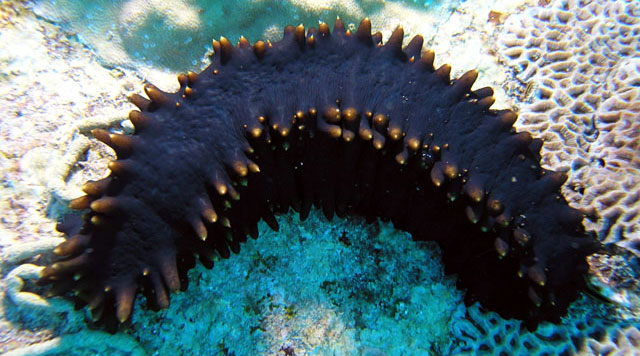 Plantas de Galápagos