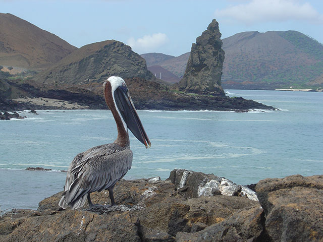 Aves de las Islas Galápagos