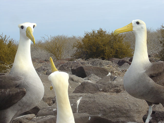 galapagos islands albatros