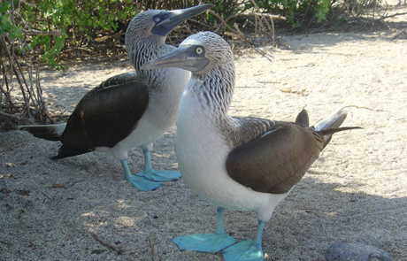 Piqueros de patas azules de Galápagos