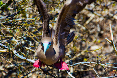 red footed boodies galapagos islands