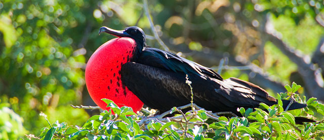 Aves de las Islas Galápagos