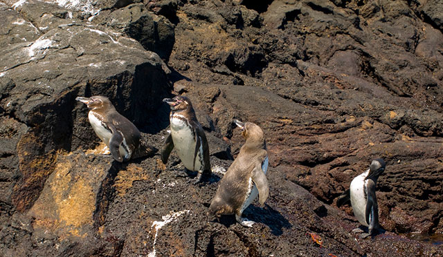 Pingüinos de las Islas Galápagos
