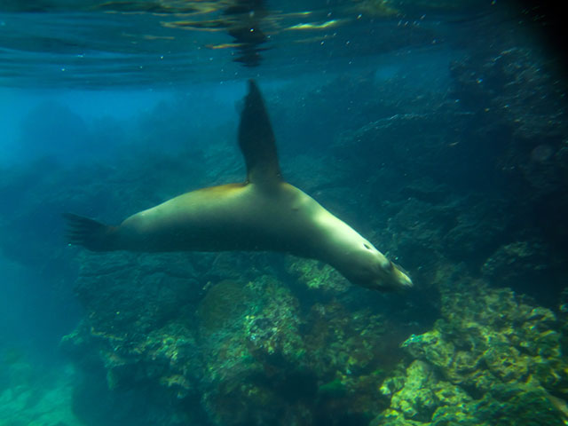 Snorkeling Paradise