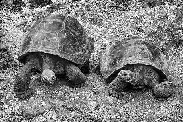 galapagos islands turtles
