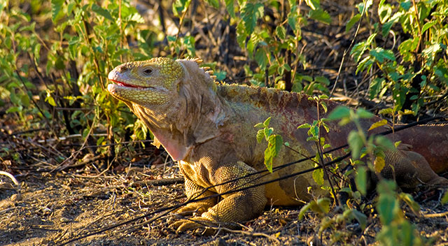 Islas Galápagos Iguana | Isla Santa Fe