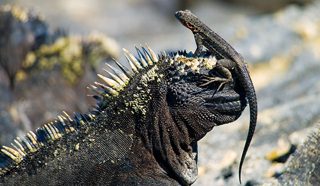 Iguana de las Islas Galápagos