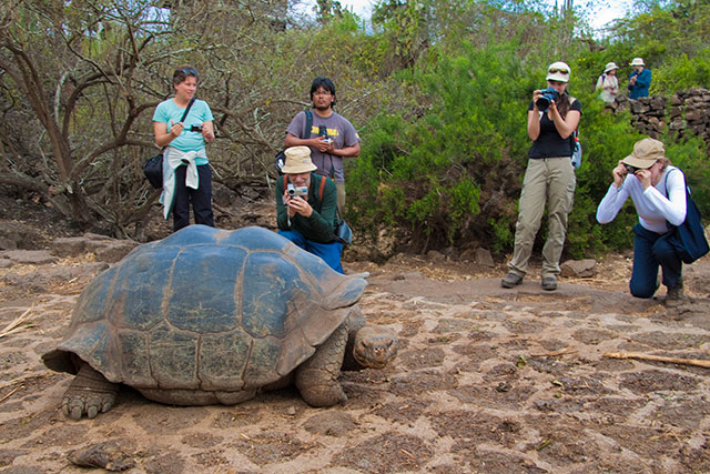 galapagos islands turtles