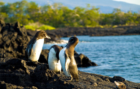 Galapagos Islands Penguin | Bartolome Island