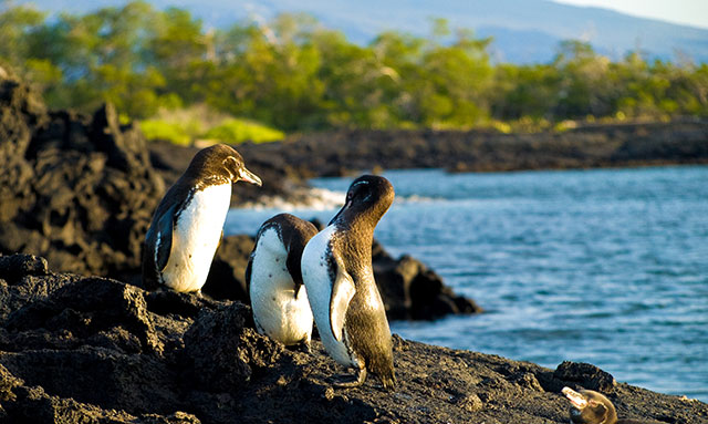 Galapagos Islands Penguin | Bartolome Island