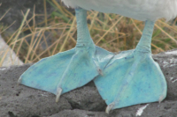 Bahía Gardner | Galápagos