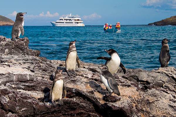 Galapagos Penguins | Sea Star Journey Cruise