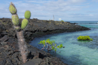 Punta Cormorant | Islas Galápagos