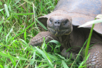 Tortugas de Galápagos