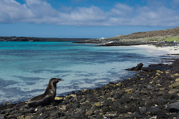 Isla Santiago | Galápagos