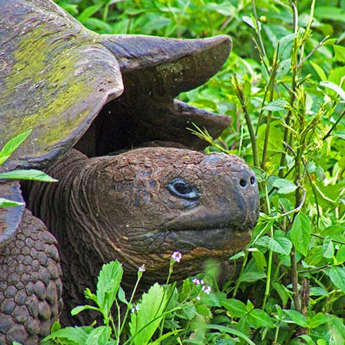 Tortugas de las Islas Galapagos | Galapaguera