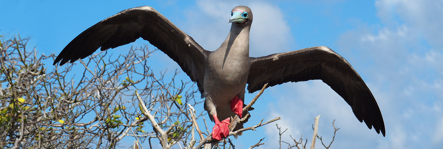 Galapagos Islands Cruises and tours