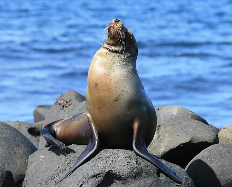 Galapagos Islands Tours
