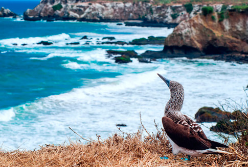 Pájaro Galápagos