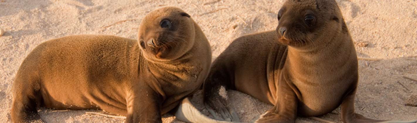 galapagos-sea-lions