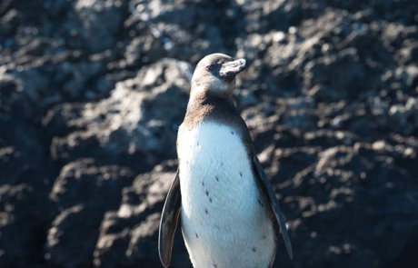 Galapagos Islands Penguins | Bartolome Island