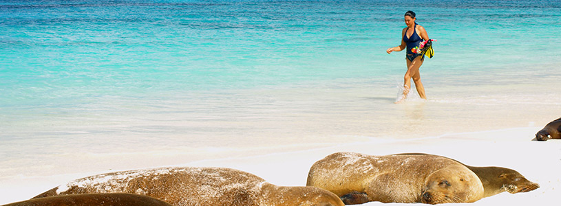 Sea Lions | Galapagos Islands 