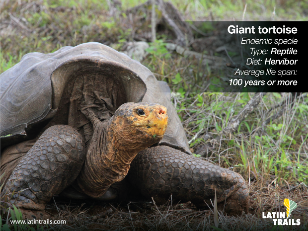 Endangered Species in the Galapagos Islands | Latin Trails