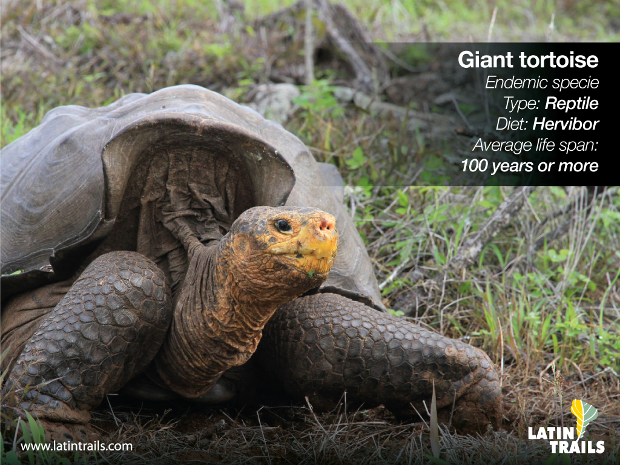 5 especies de Galápagos que necesitan nuestra protección2