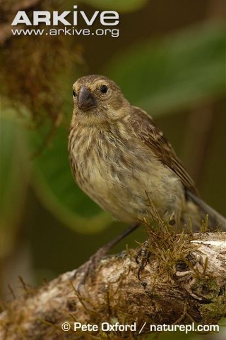 El pinzón de Darwin, un icono de las Galápagos3