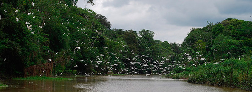 Ecuadorian-Amazon-a-paradise-of-fauna 