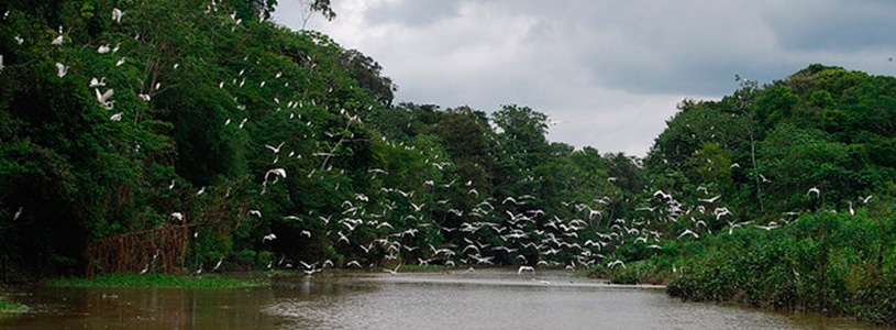 Ecuadorian-Amazon-a-paradise-of-fauna