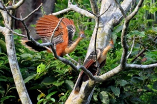 Amazonía ecuatoriana un paraíso de fauna1