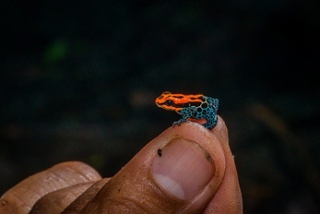 Ecuadorian Amazon a paradise of fauna2