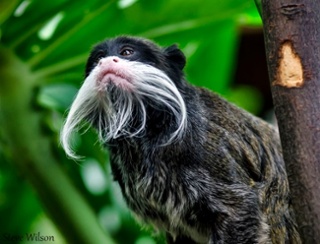 Amazonía ecuatoriana un paraíso de fauna3