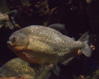 Amazonía ecuatoriana un paraíso de fauna4